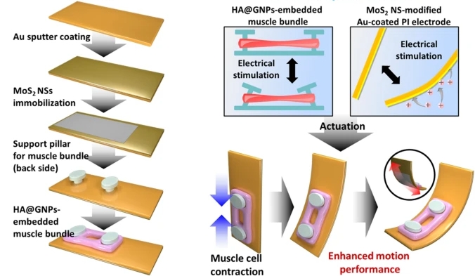 Electroactive nano-Biohybrid actuator composed of gold nanoparticle-em<x>bedded ...