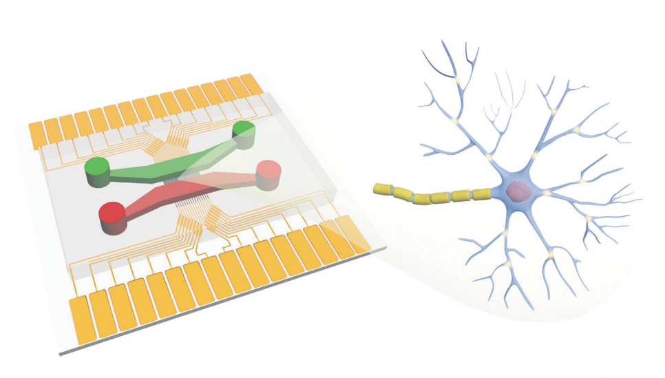 Microfluidic electrode array chip for electrical stimulation-mediated axonal reg...