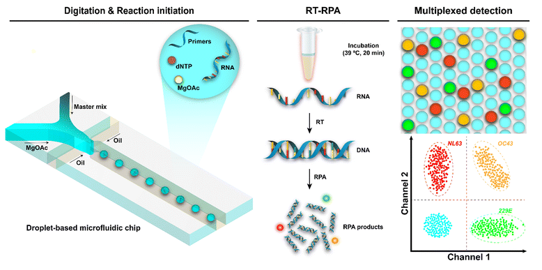 Droplet digital recombinase polymerase amplification for multiplexed detection o...