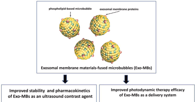 Development of exosome membrane materials-fused microbubbles for enhanced stabil...