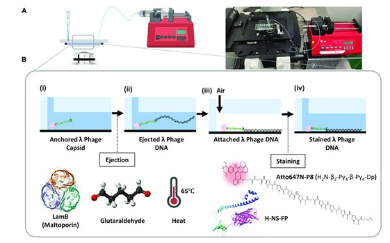 AT-specific DNA visualization revisits the directionality of bacteriophage lambd...