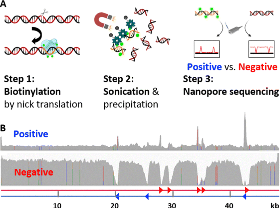 Negative nanopore sequencing for mapping biochemical processes on DNA molecules